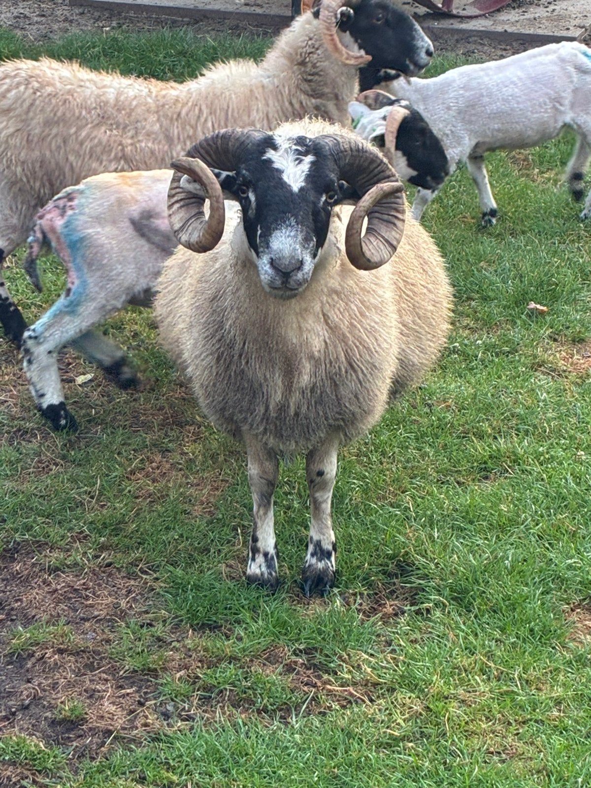 Gezocht  Scottish blackface bok, Mannelijk, Schaap