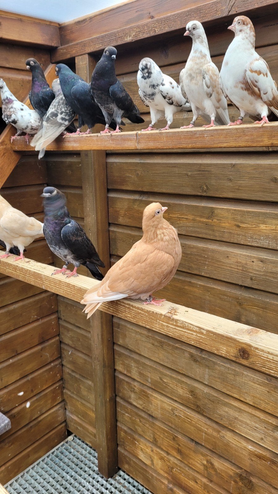 Portugese tuimelaars, Meerdere dieren, Overige soorten