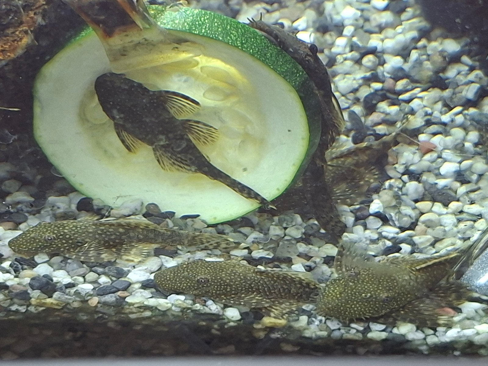 Jonge Ancistrus, Dieren en Toebehoren, Vis