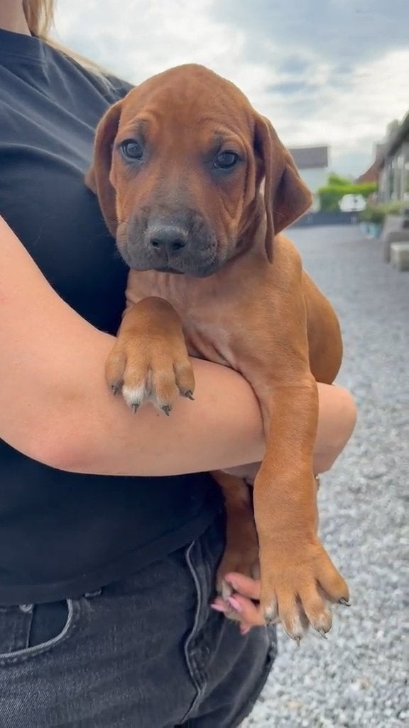 Rhodesian Ridgeback pups, Parvo, België, Particulier, Overige rassen