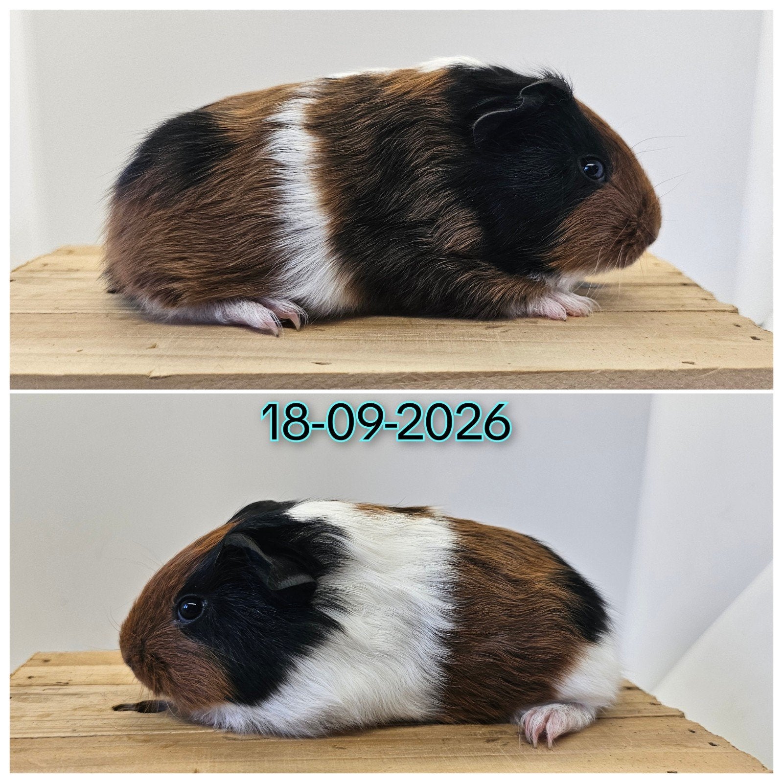 Gladhaar beertje, Dieren en Toebehoren, Cavia, Mannelijk, Tam, September