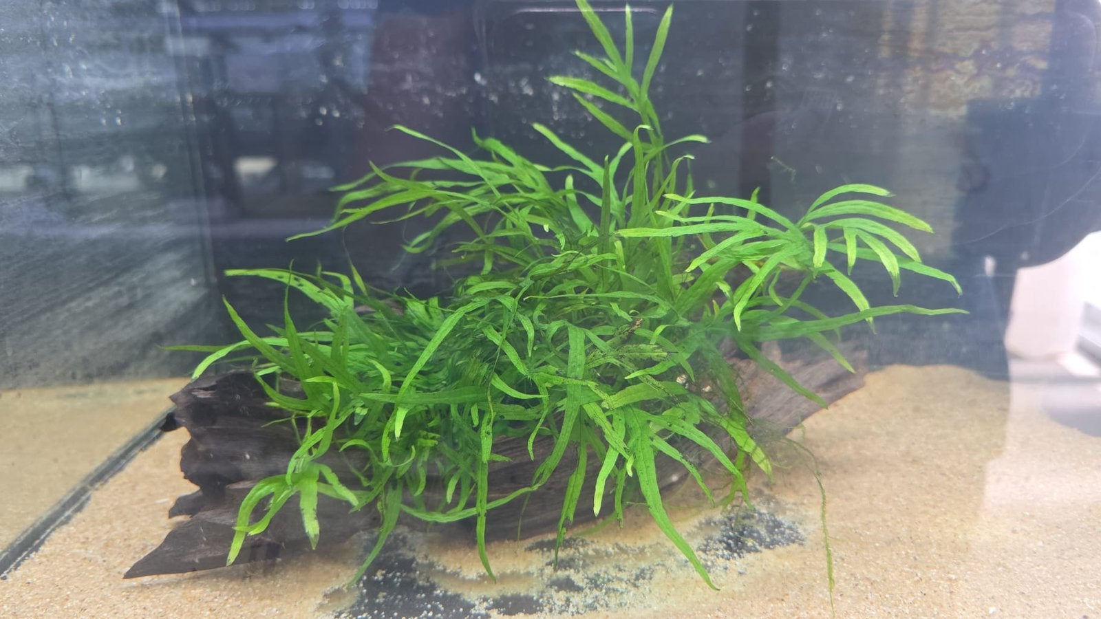 Microsorum trident mini op hout, Ophalen of Verzenden, Nieuw, Plant(en), Steen of Hout, Overige merken