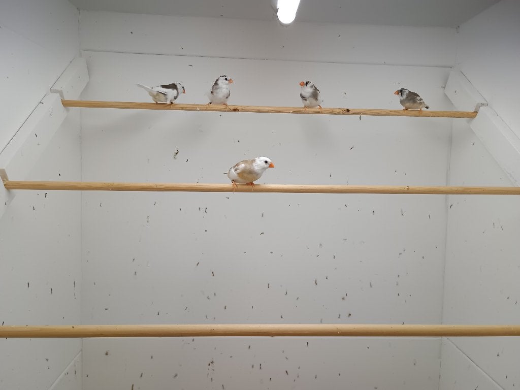 5 Bonte zebravinkjes, Meerdere dieren, Tropenvogel, Geringd