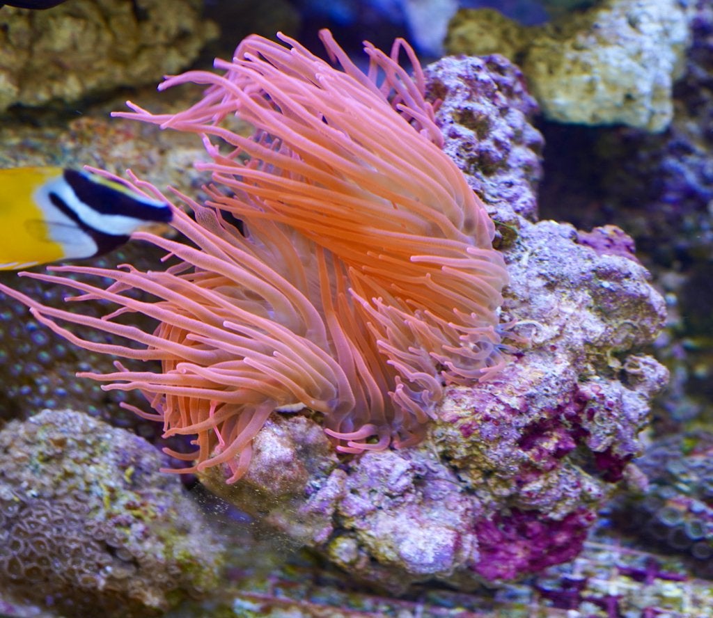 'zeeaquarium'  Anemoon op steen., Dieren en Toebehoren, Ophalen, Gevuld zeewateraquarium