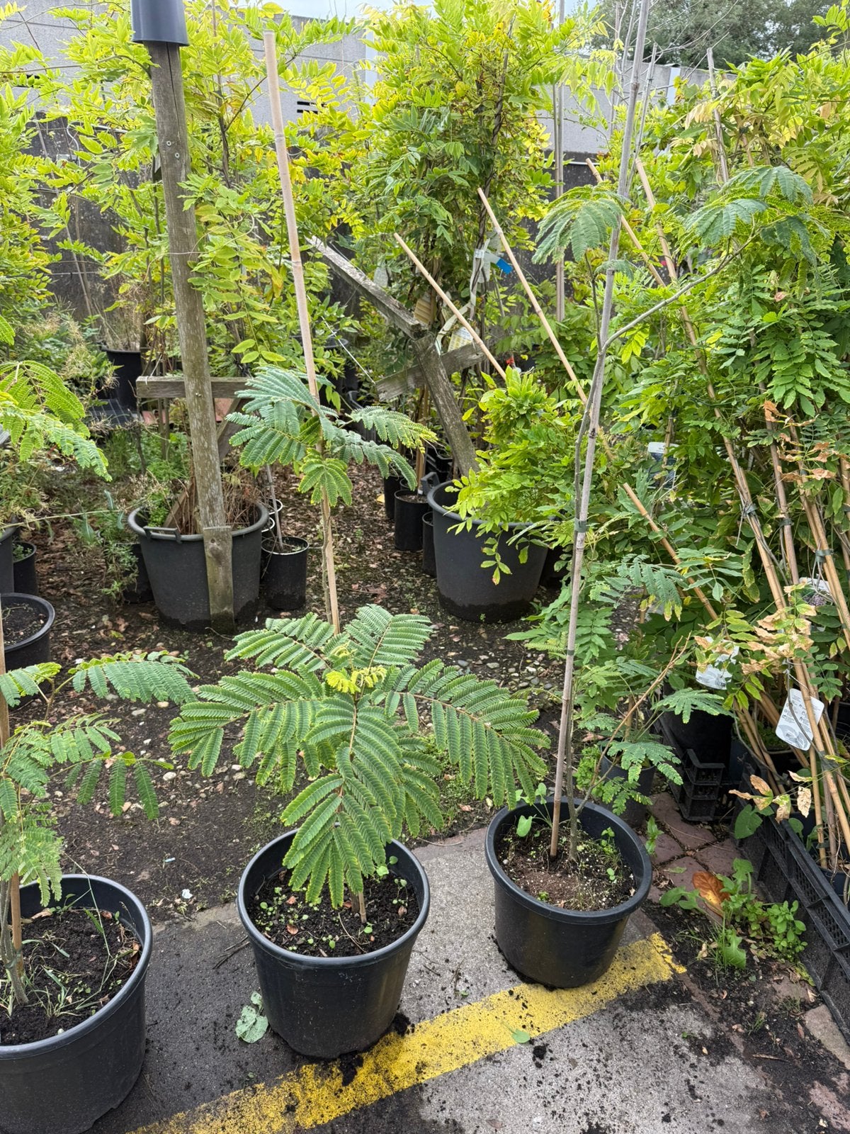 Slaap boompjes mooie struikjes kleur roze prijs 19,95, Volle zon, Vaste plant, Zomer, Ophalen