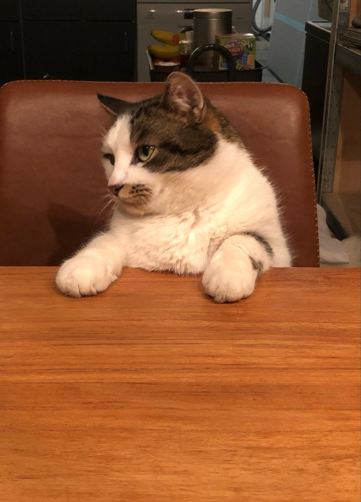 Gouden huisje gezocht., Dieren en Toebehoren, Kater, Kortharig, 6 jaar of ouder