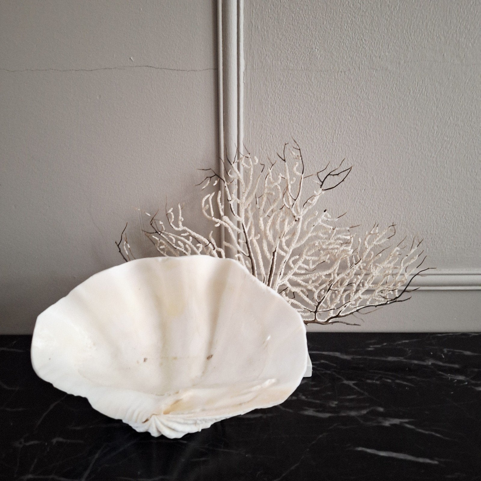 Prachtige doopvont schelp op beige houder, Ophalen of Verzenden, Schelp(en)