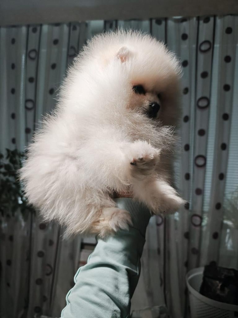 Pomeriaan pups, Particulier, Keeshond, 15 weken tot 1 jaar, Reu
