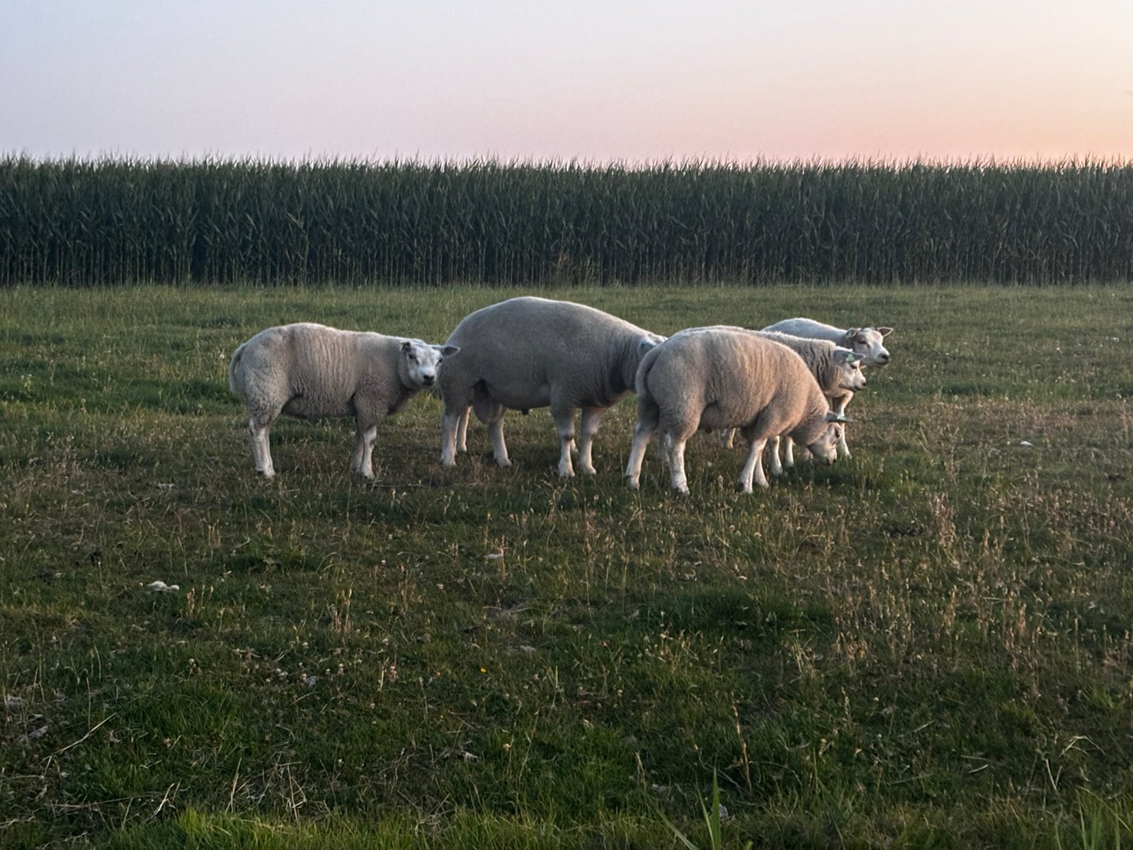Te koop mooie 2 jarige dekram en ramlammeren, Dieren en Toebehoren, Mannelijk, Schaap, 0 tot 2 jaar