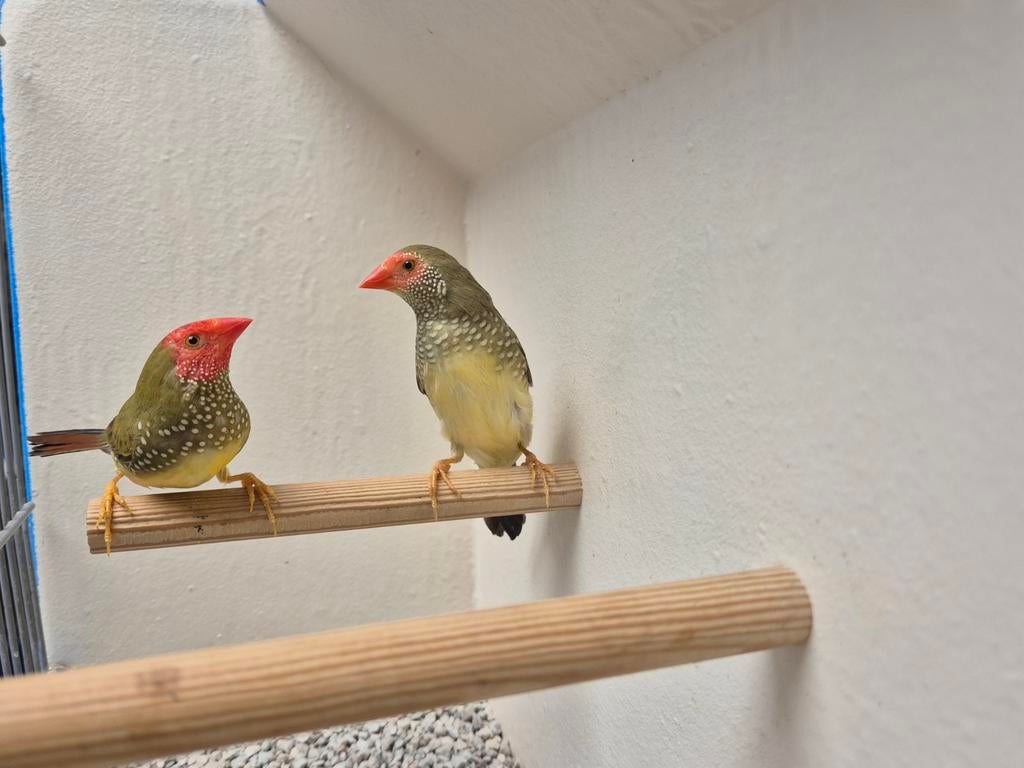 Koppels Binzenastrildes, Dieren en Toebehoren, Meerdere dieren