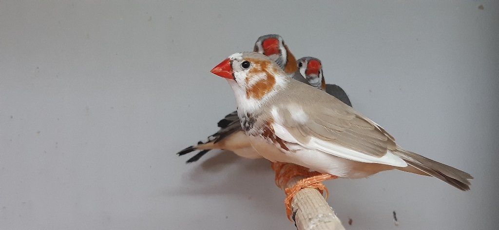 Zebravinken, Ophalen of Verzenden, Zo goed als nieuw, Overige typen