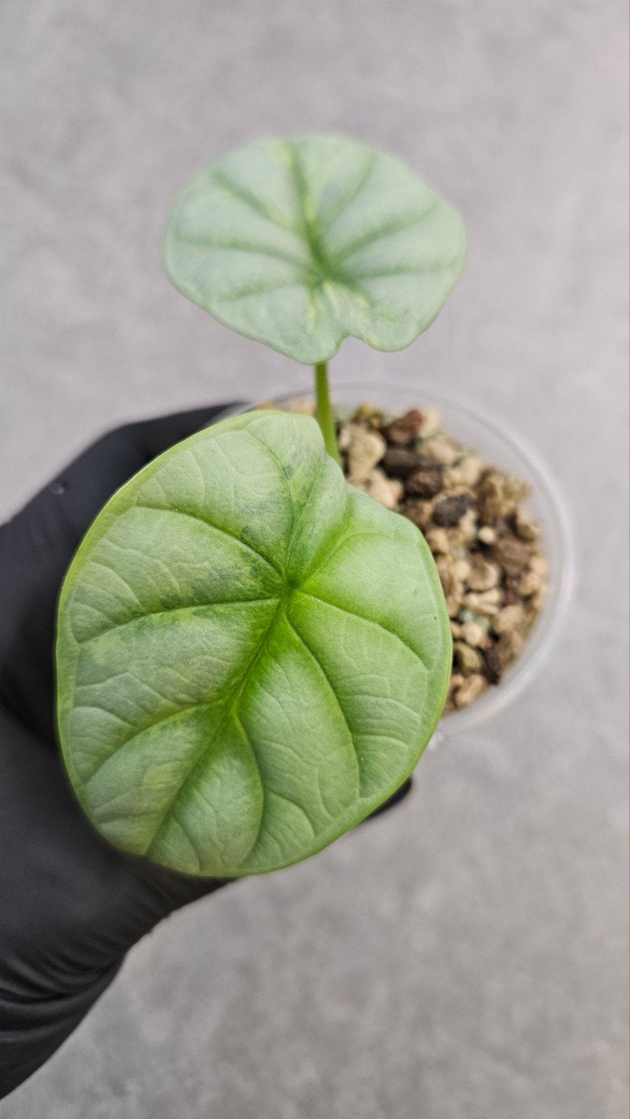 Alocasia Silver Dragon, Ophalen of Verzenden, Halfschaduw, Minder dan 100 cm