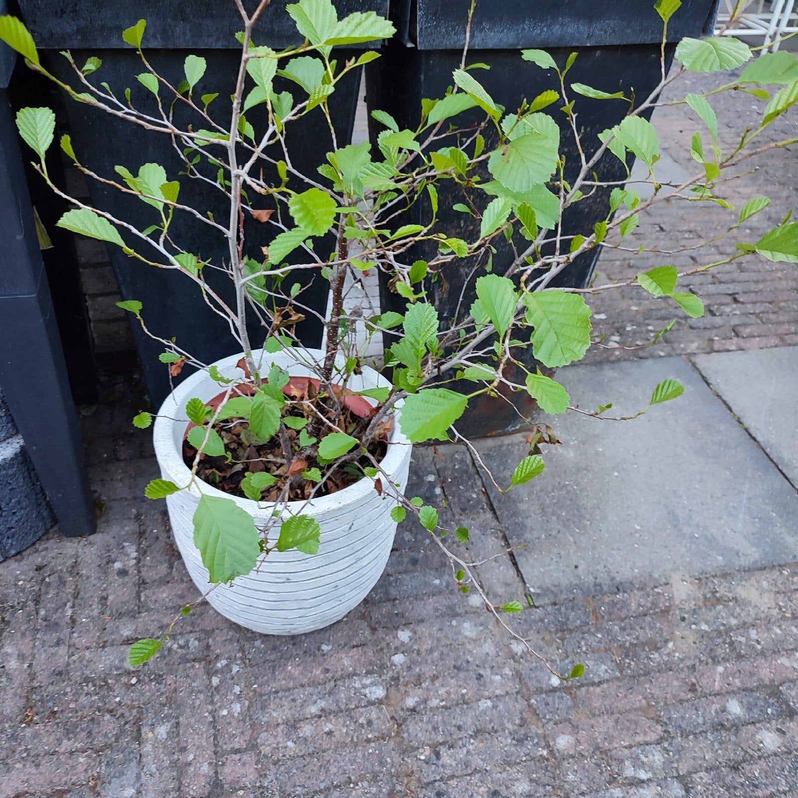 Struik in pot / tuinplant in plantenbak, Ophalen, Overige soorten, Volle zon