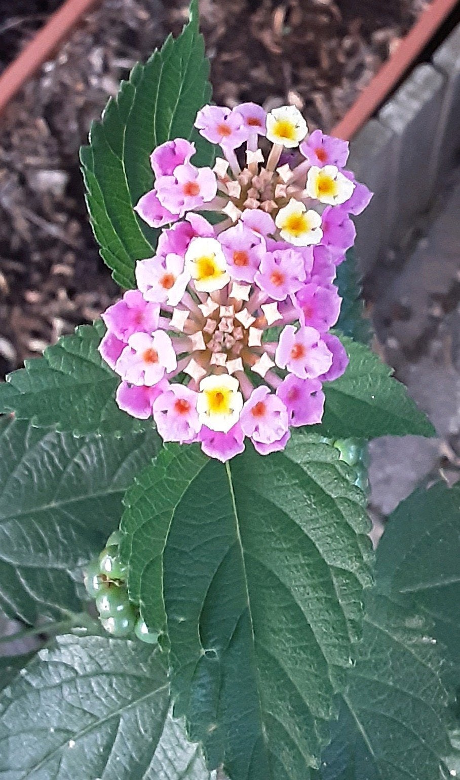 Common Lantana 'Japan' (Lantana sp.), Ophalen of Verzenden, Zomer, Volle zon