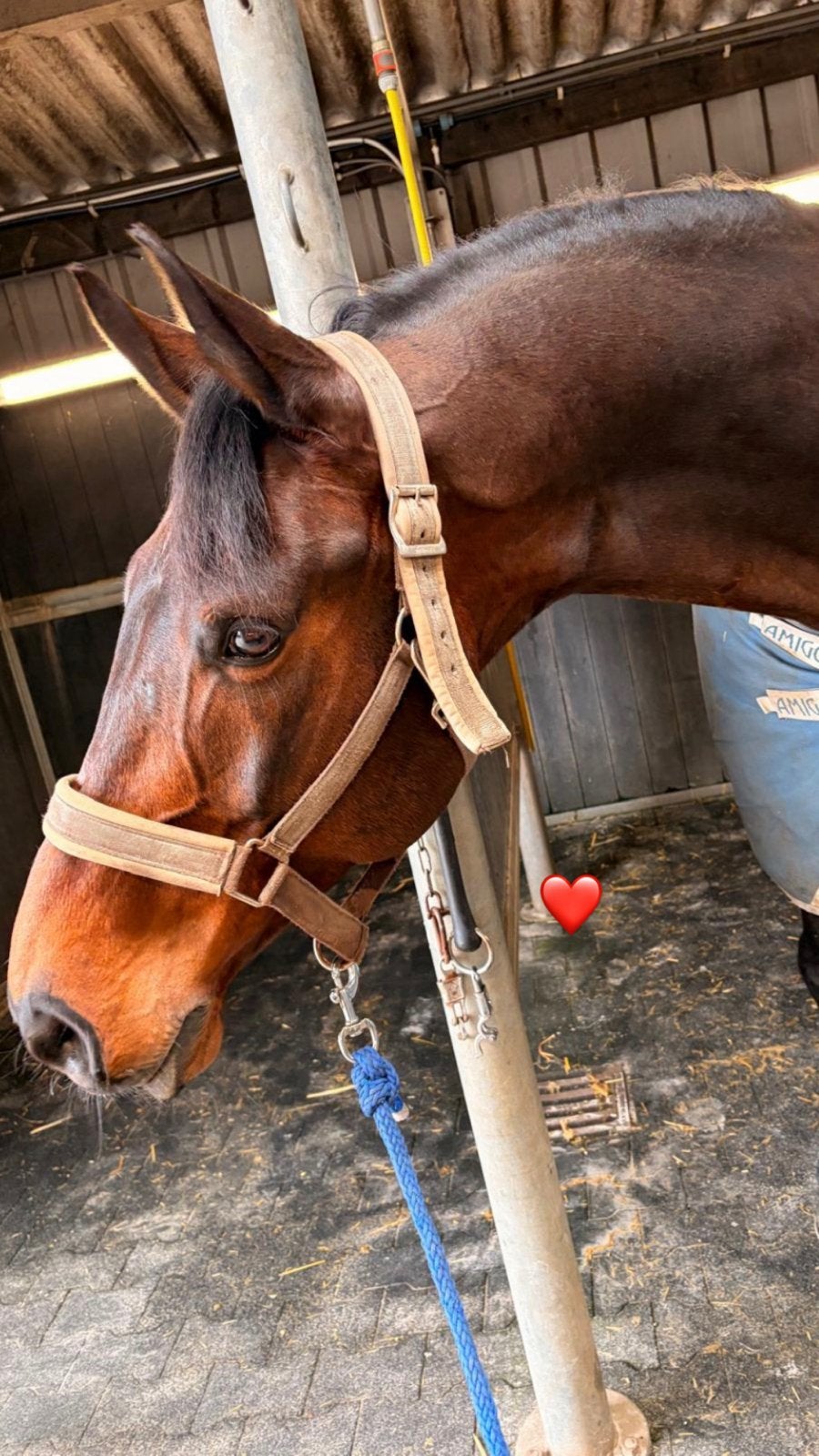 Te koop een super betrouwbaar leuke ruin, Dieren en Toebehoren, Paarden, Ruin, Dressuurpaard, 11 jaar of ouder, 165 tot 170 cm