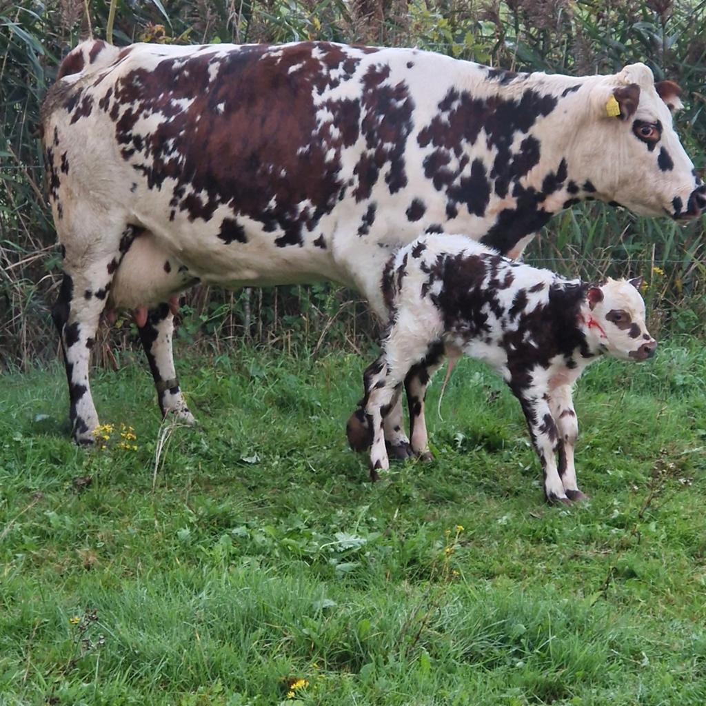 Normandier fokvee, Dieren en Toebehoren, Runderen, Meerdere dieren