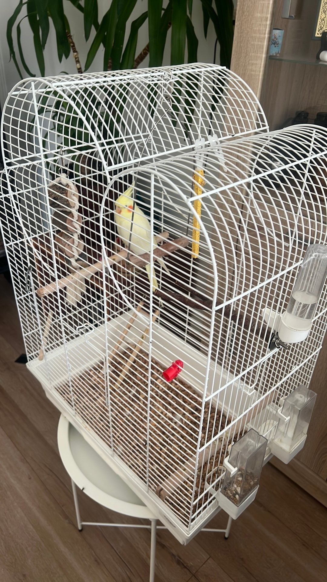 Mooie valkparkiet (Lutino) met kooi te koop, Dieren en Toebehoren, Ophalen, Zo goed als nieuw, Metaal, Vogelkooi