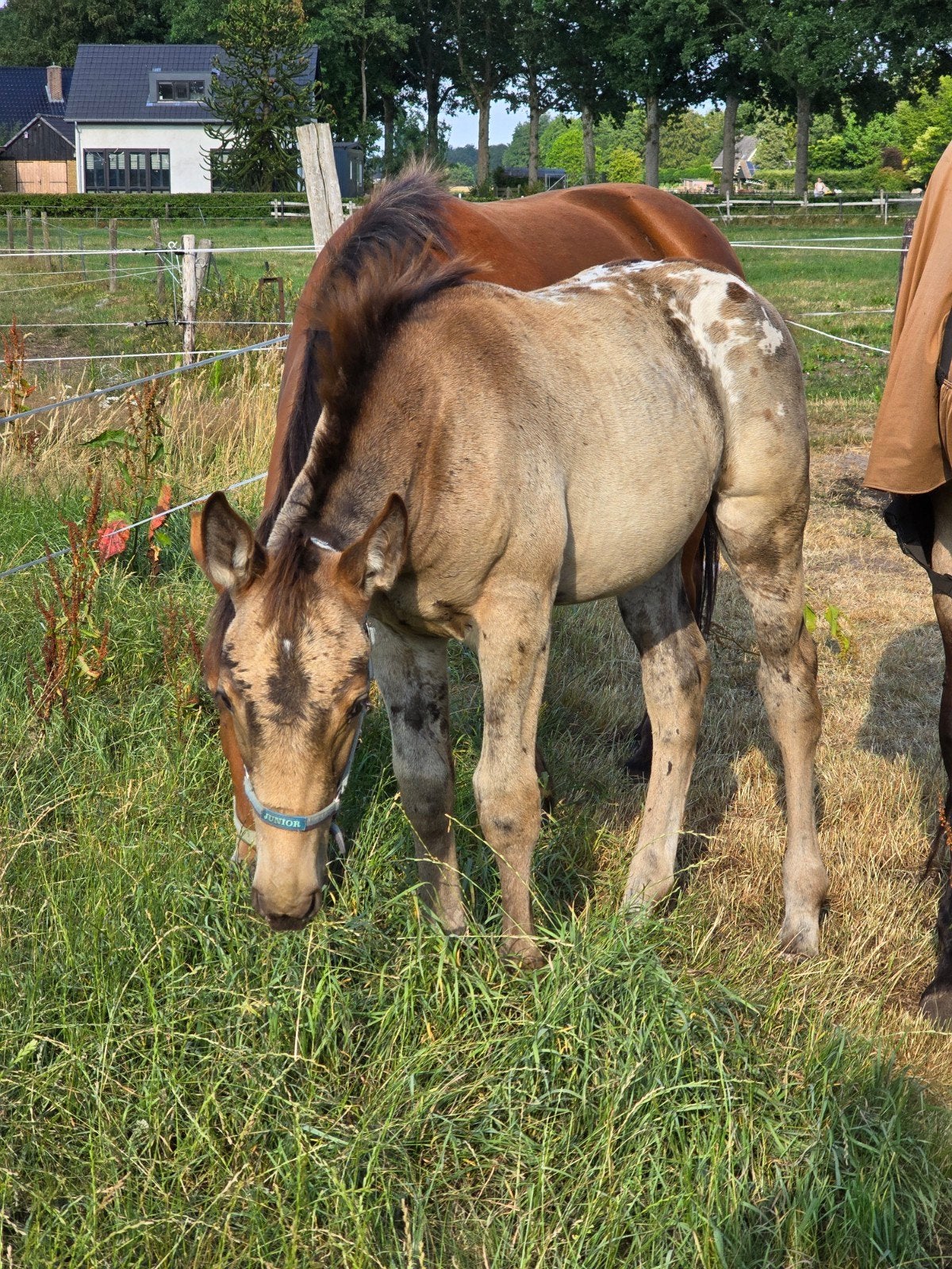 gaaf appaloosa hengstveulen, Dieren en Toebehoren, Merrie, 165 tot 170 cm, Recreatiepaard, 11 jaar of ouder