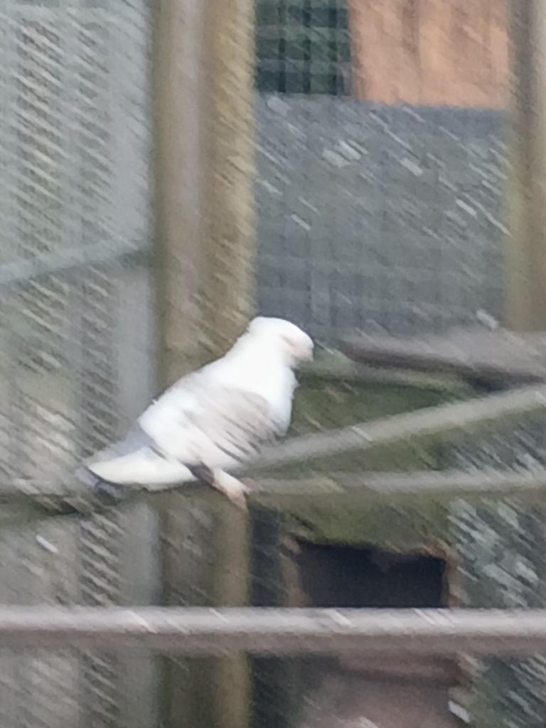 Oud oosterse meeuwen, Meerdere dieren, Overige soorten