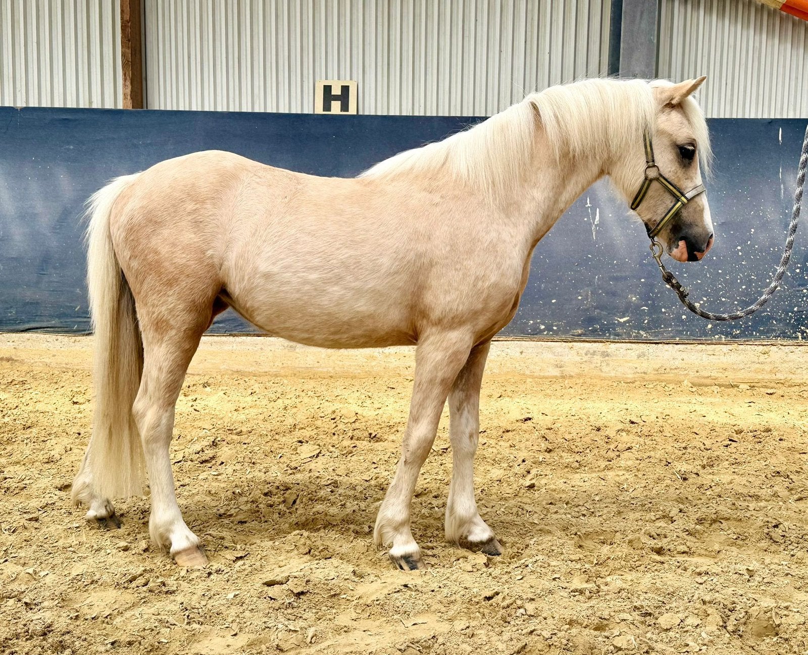 Leuke pony’s, Dieren en Toebehoren, Pony's, Merrie, Met stamboom, Niet van toepassing, 0 tot 2 jaar