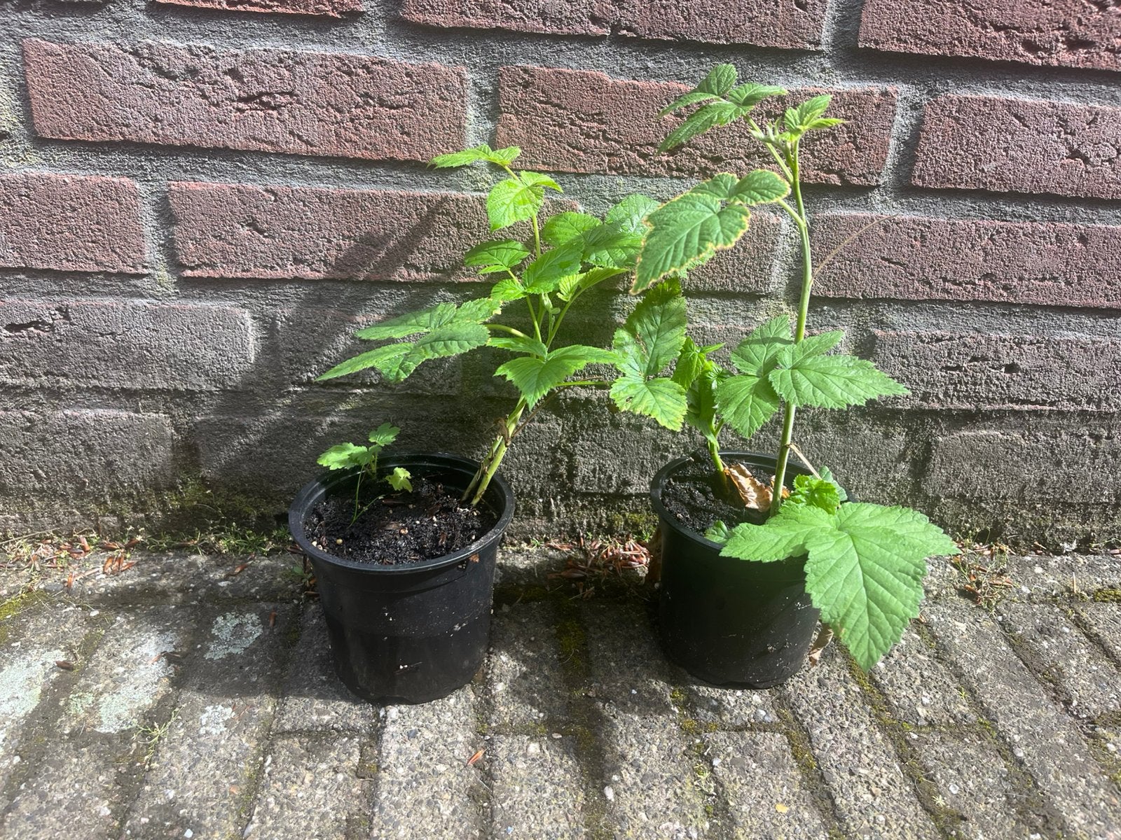 Fruitplantjes, Ophalen, Volle zon, Vaste plant, Fruitplanten