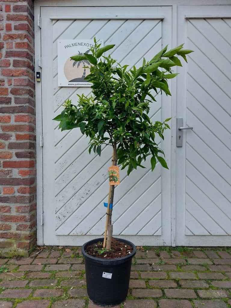   TE KOOP: VERSCHILLENDE SOORTEN CITRUSBOMEN, Overige soorten, 100 tot 250 cm, Zomer, Ophalen