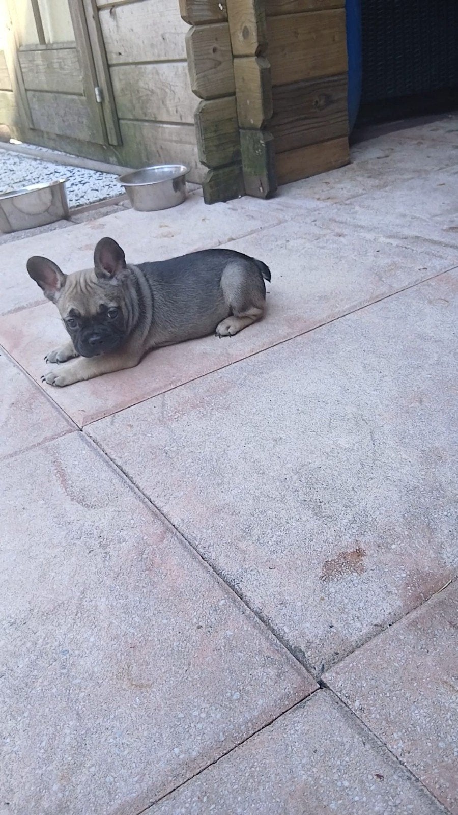 Franse bulldog pups, Dieren en Toebehoren, Honden | Bulldogs, Pinschers en Molossers, Teef, Bulldog, Particulier, Meerdere, Nederland