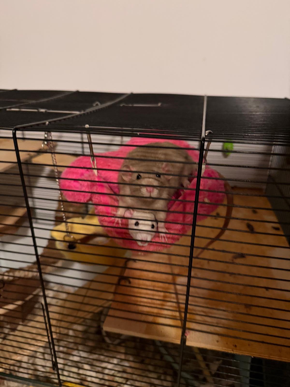 Twee dumbo ratjes inclusief hok, Rat, Augustus, Mannelijk, Tam