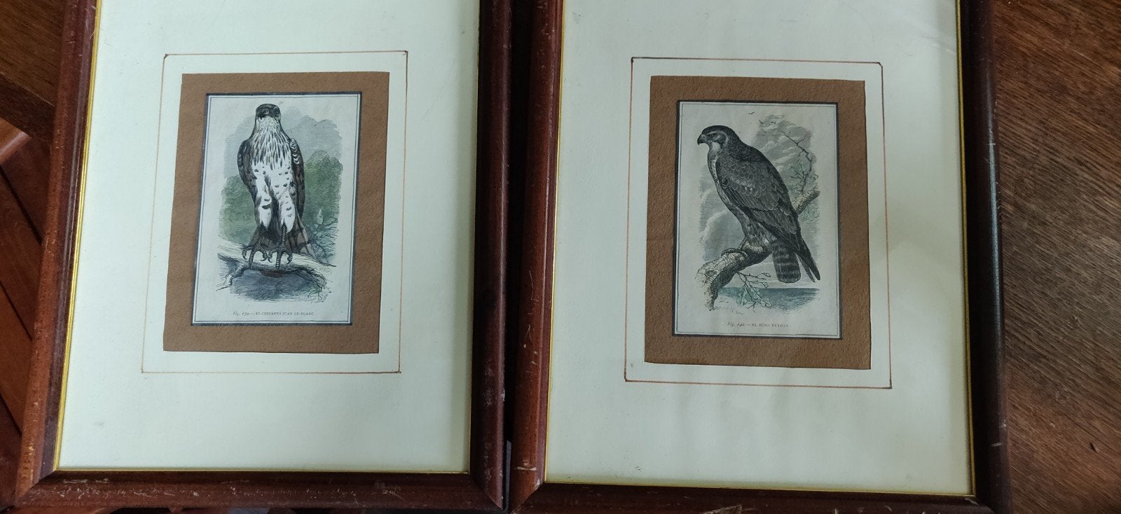 oude prenten van roofvogels, Ophalen of Verzenden
