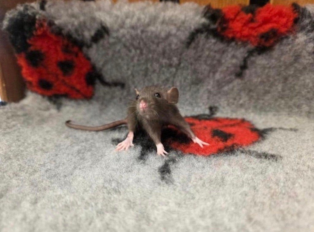 Tamme dwergratjes vrouw, Dieren en Toebehoren, Knaagdieren, Rat, April, Vrouwelijk, Tam