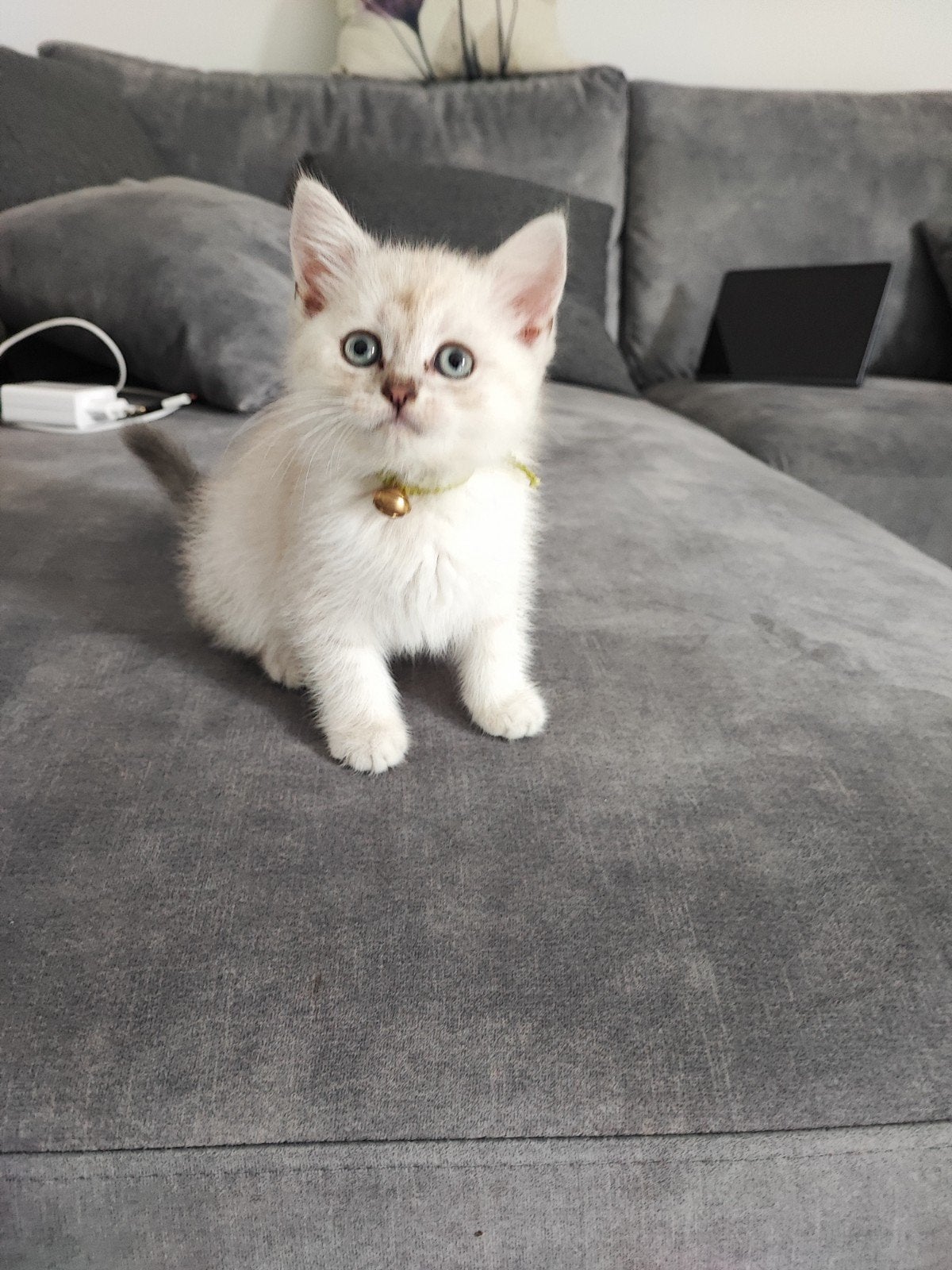 Raskat-Britse Korthaar kitten Blue Point., Poes
