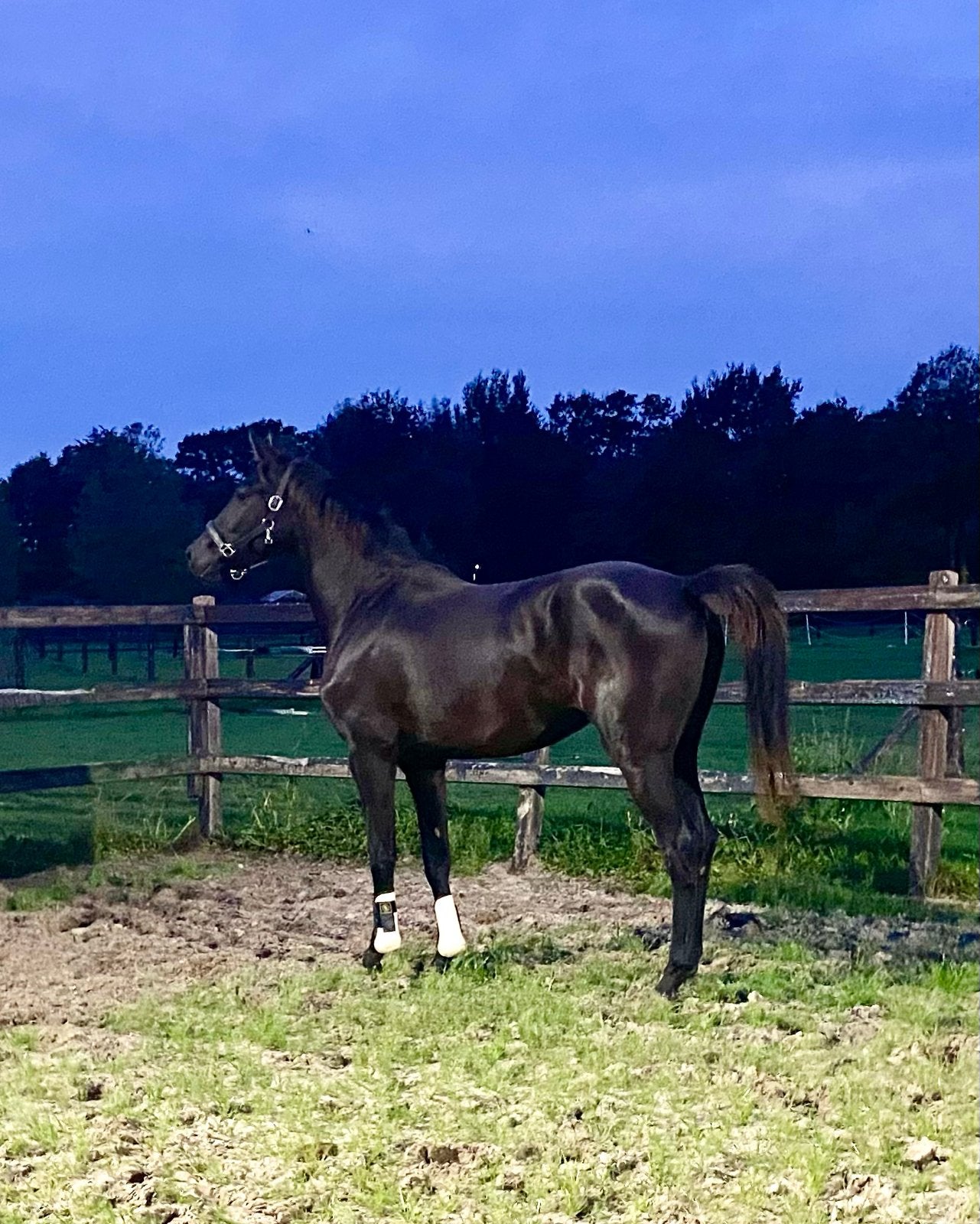 Zwarte 2 jarige merrie Nacho (Negro)x Dreamboy, Dieren en Toebehoren, Merrie, Met stamboom, Dressuurpaard, 0 tot 2 jaar