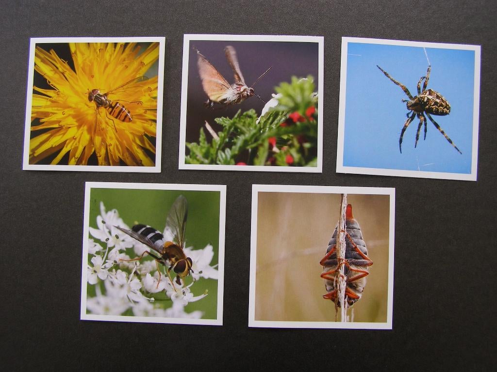 Natuurkaarten INSECTEN, Pieter van Vollenhoven, 1980 tot heden, Foto, Nieuw, Ophalen of Verzenden