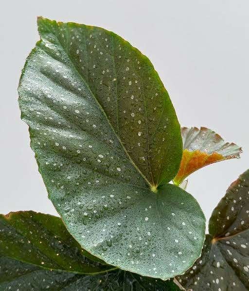 Begonia Lucerna stekjes, Huis en Inrichting, Kamerplanten, Ophalen, Overige soorten, Halfschaduw, Minder dan 100 cm