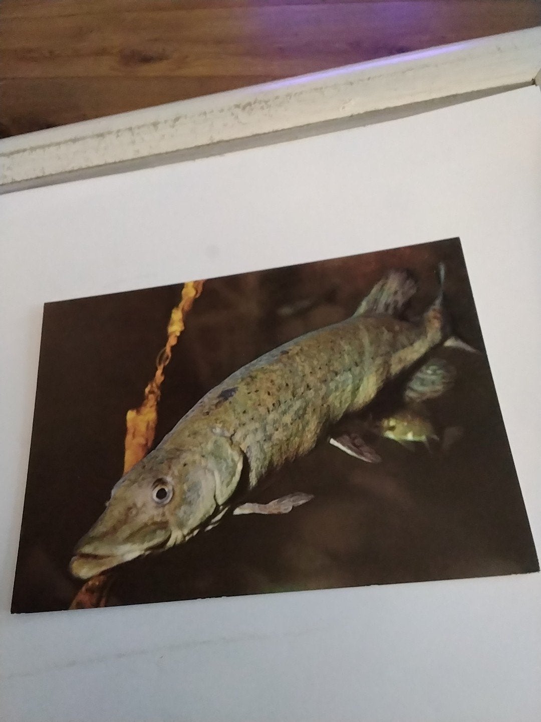 Ansichtkaart Snoek (Luccio) - Ongelopen, Ophalen of Verzenden, 1980 tot heden, Ongelopen, Natuur