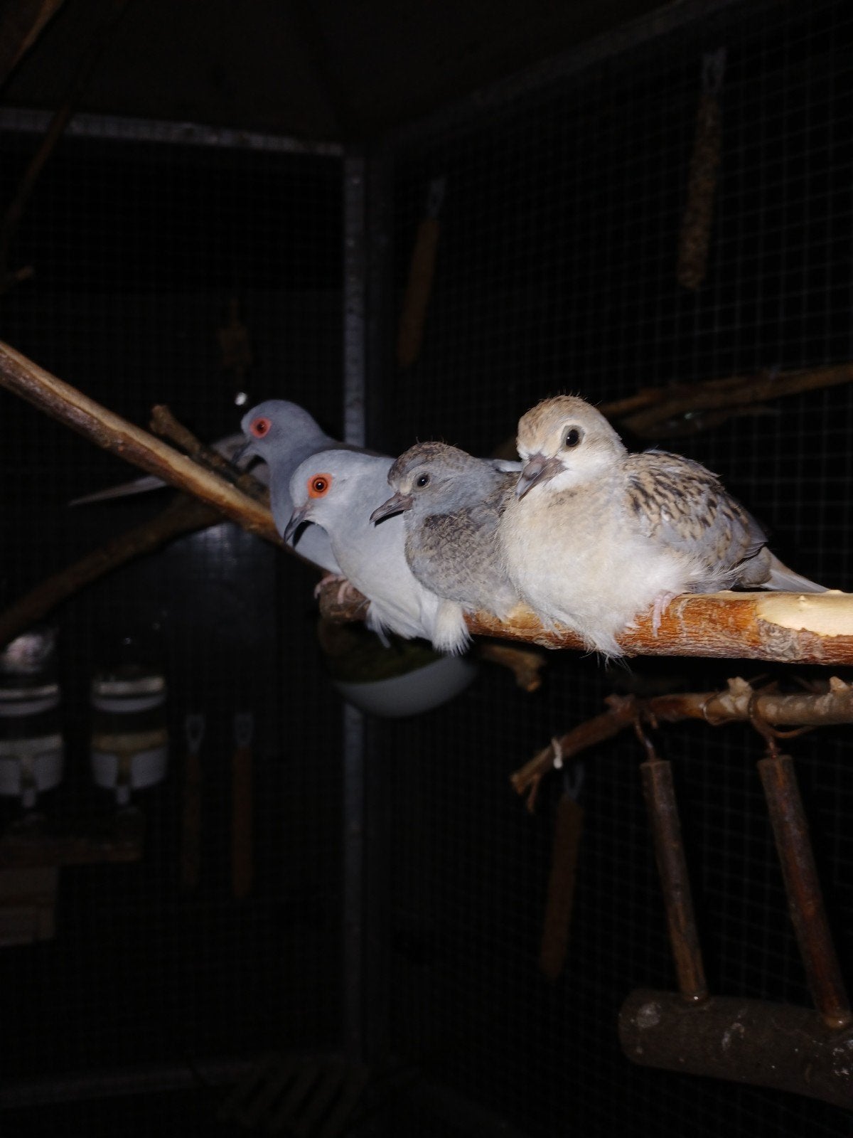 2 diamant duifjes, 3 weken oud, Meerdere dieren