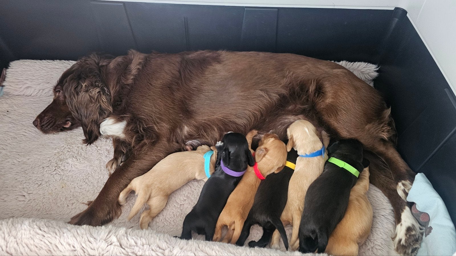 engelse spaniel cocker puppies, Standaard, 8 tot 15 weken, Langhaar, Meerdere