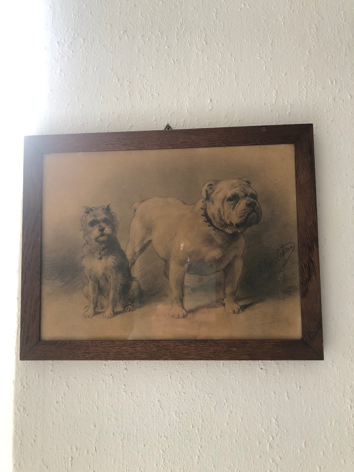 Engelse Bulldog, Antiek en Kunst, Gravure, Flora en Fauna, 30 cm, 25 cm