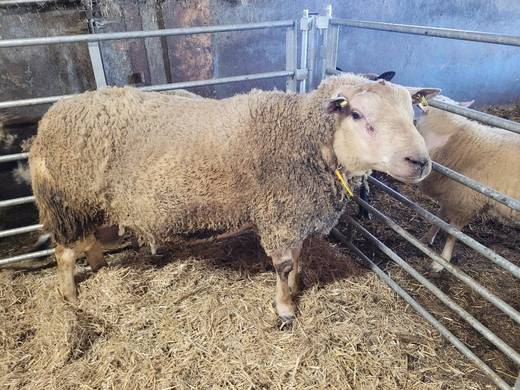 noordhollander dekram, Dieren en Toebehoren, Mannelijk, Schaap, 0 tot 2 jaar