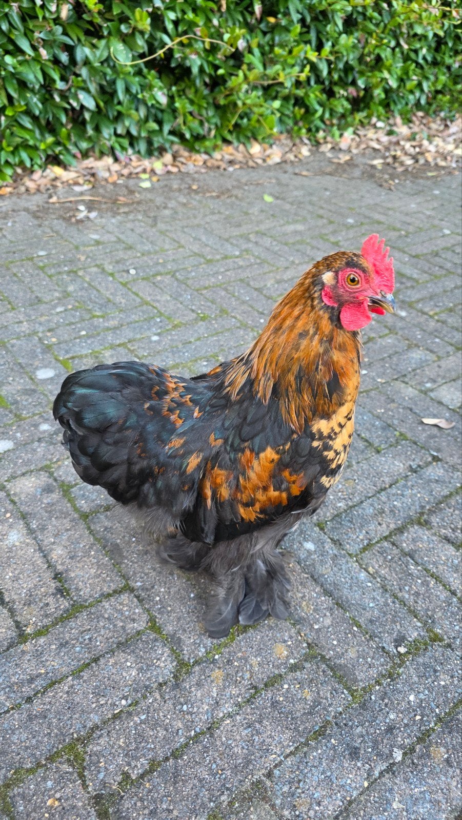 Jonge haan Cochin krielkip (2x), Mannelijk, Kip