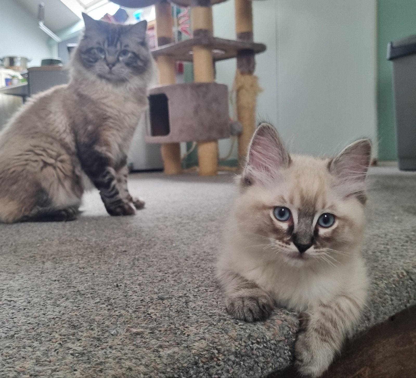 2 Ragdoll kittens, Meerdere dieren, Gechipt, 0 tot 2 jaar