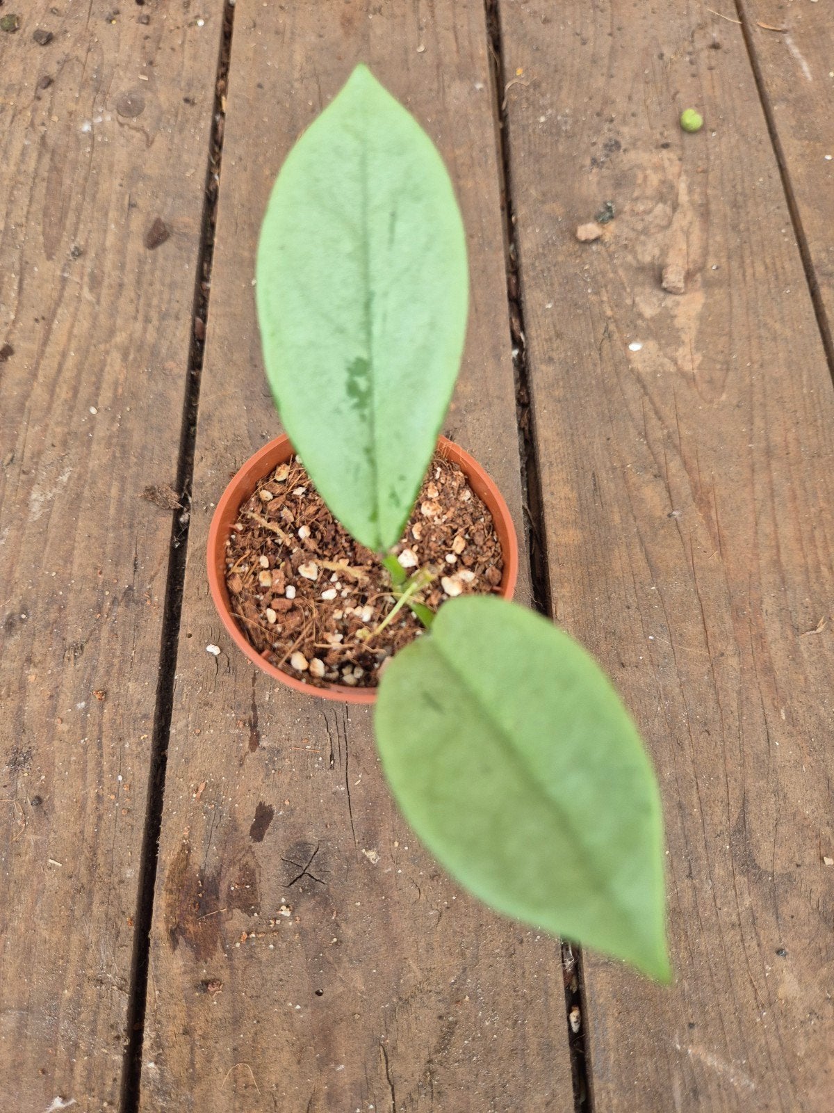 Hoya AH 074 Silver p6 (3), Huis en Inrichting, Ophalen of Verzenden, Halfschaduw, Minder dan 100 cm