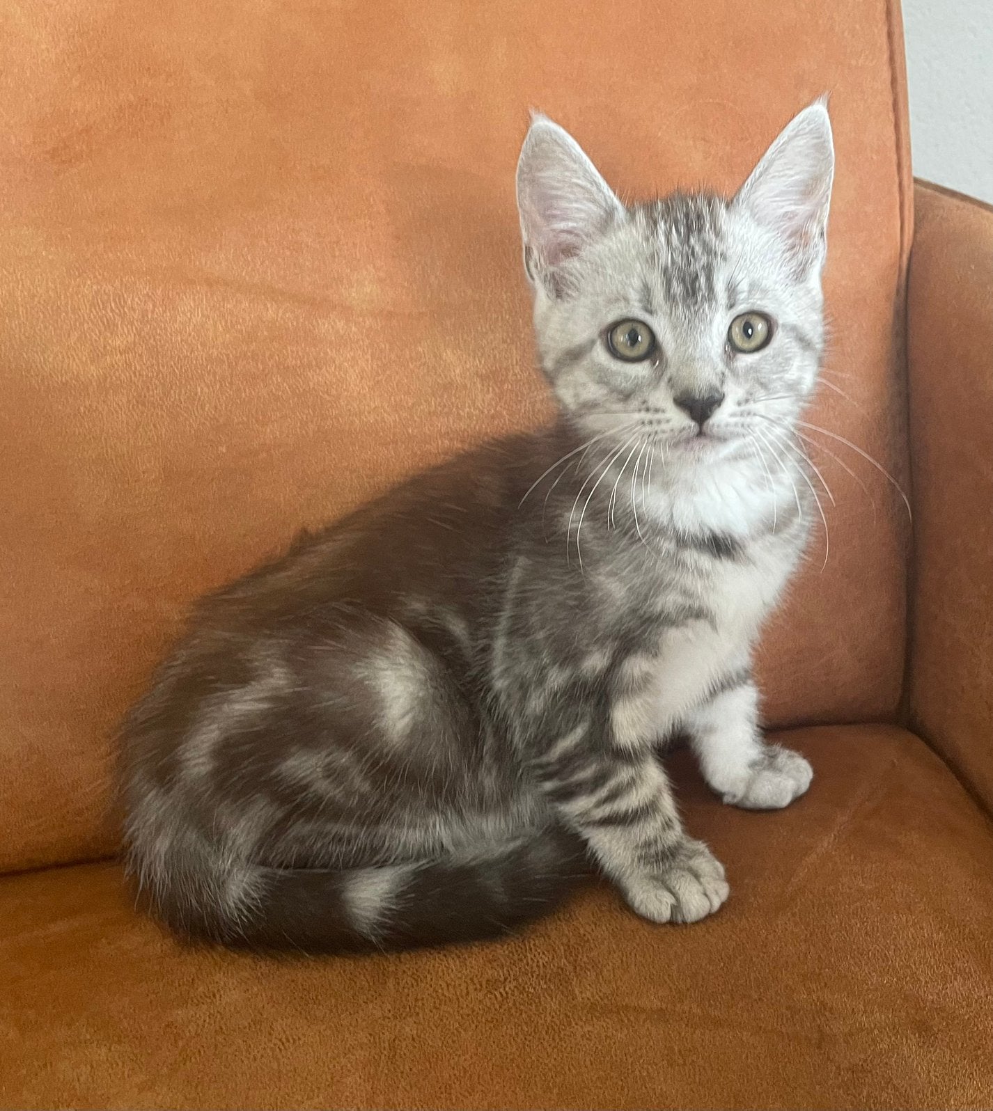 Maine coon kittens 50%, Kater, Kortharig, 0 tot 2 jaar