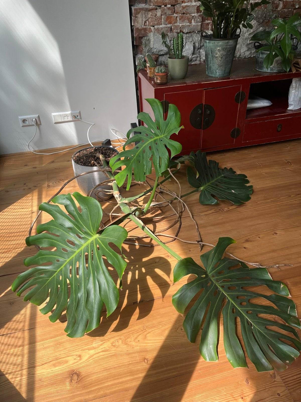 Grote, gezonde Monstera - inclusief vaas, Huis en Inrichting, Kamerplanten, Ophalen, 100 tot 150 cm, Overige soorten, Halfschaduw