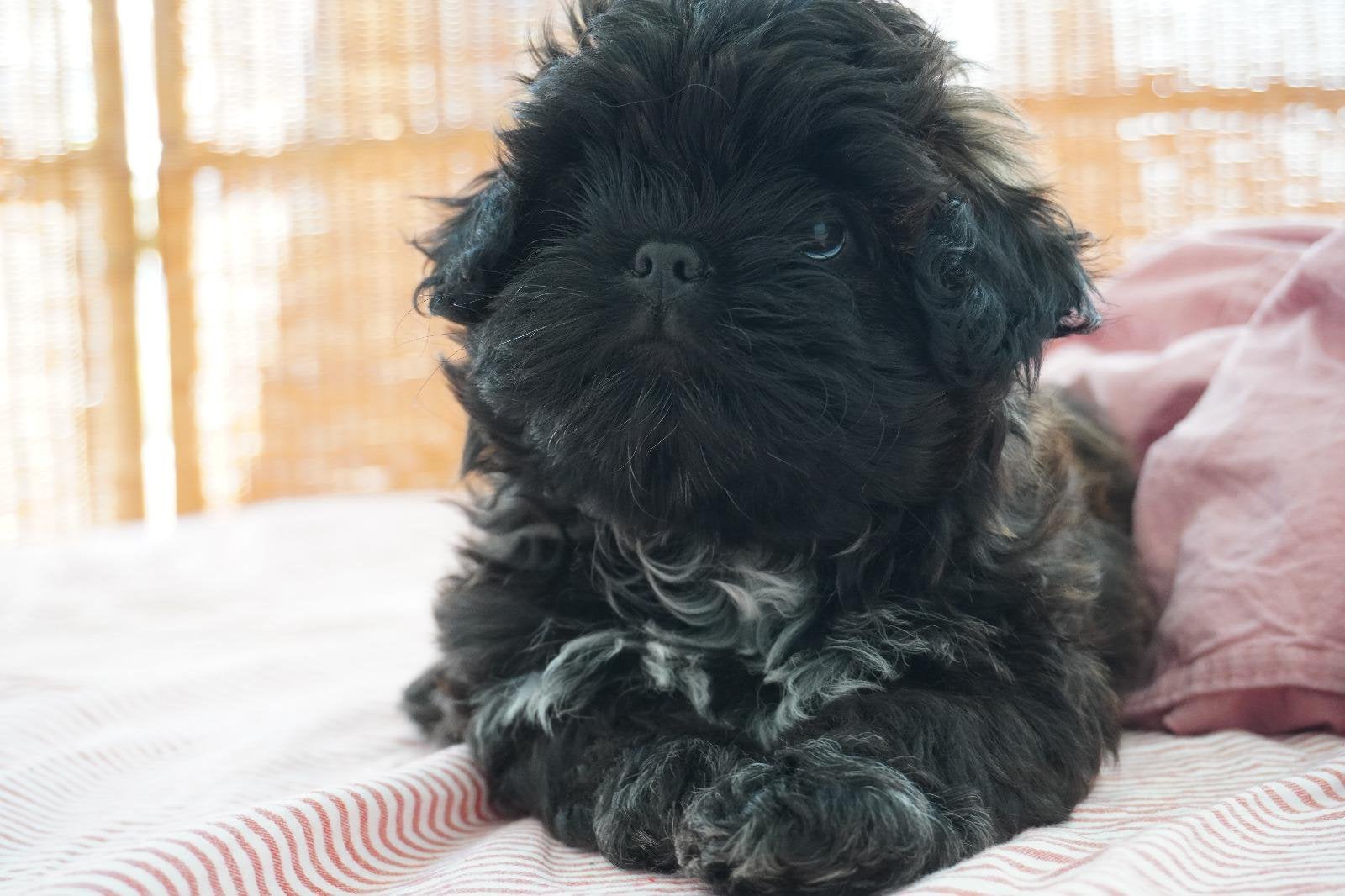 Shih Tzu x Shih Poo Puppy Teefje Choco, Parvo, Overige rassen, 8 tot 15 weken, Teef