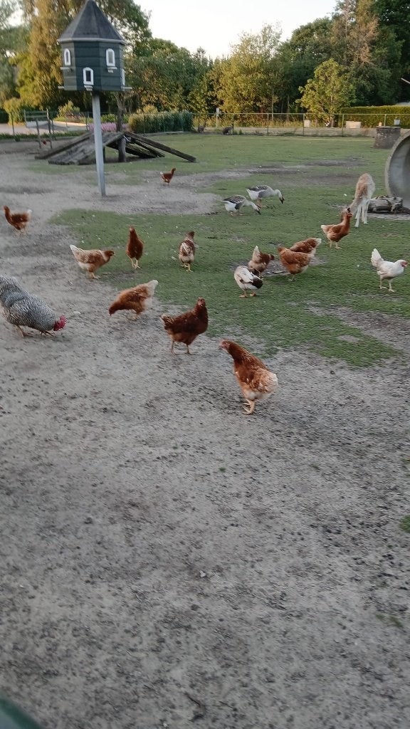 kippen, Dieren en Toebehoren, Pluimvee, Vrouwelijk, Kip