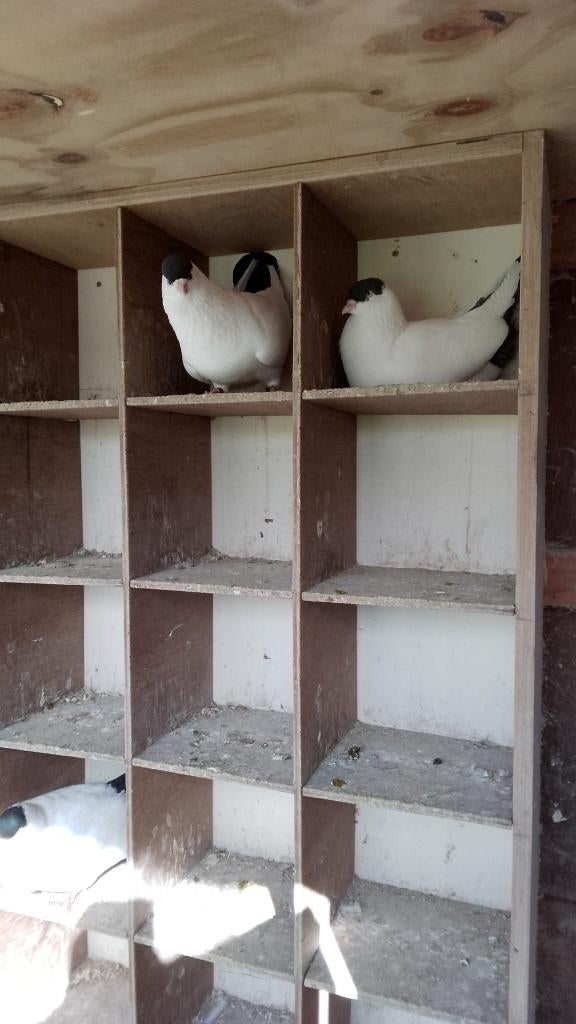 helmduiven te koop, Dieren en Toebehoren, Meerdere dieren, Overige soorten