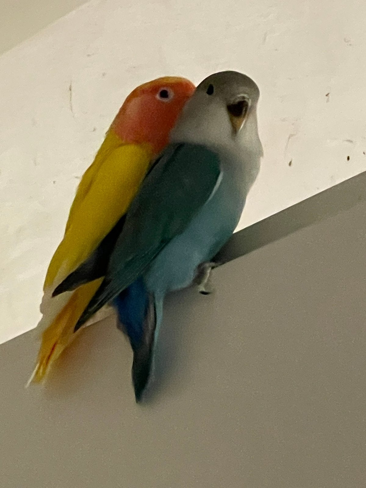 Gezonde Lieve en Handtamme Agapornis Dwergpapegaai Lovebird, Dieren en Toebehoren, Vogels | Parkieten en Papegaaien, Meerdere dieren