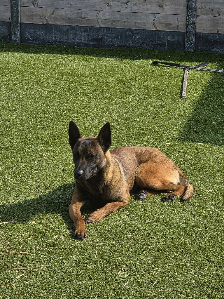 Lieve Mechelse Herder, Dieren en Toebehoren, Honden | Herdershonden en Veedrijvers, Rabiës (hondsdolheid), Reu, 1 tot 2 jaar, Eén hond