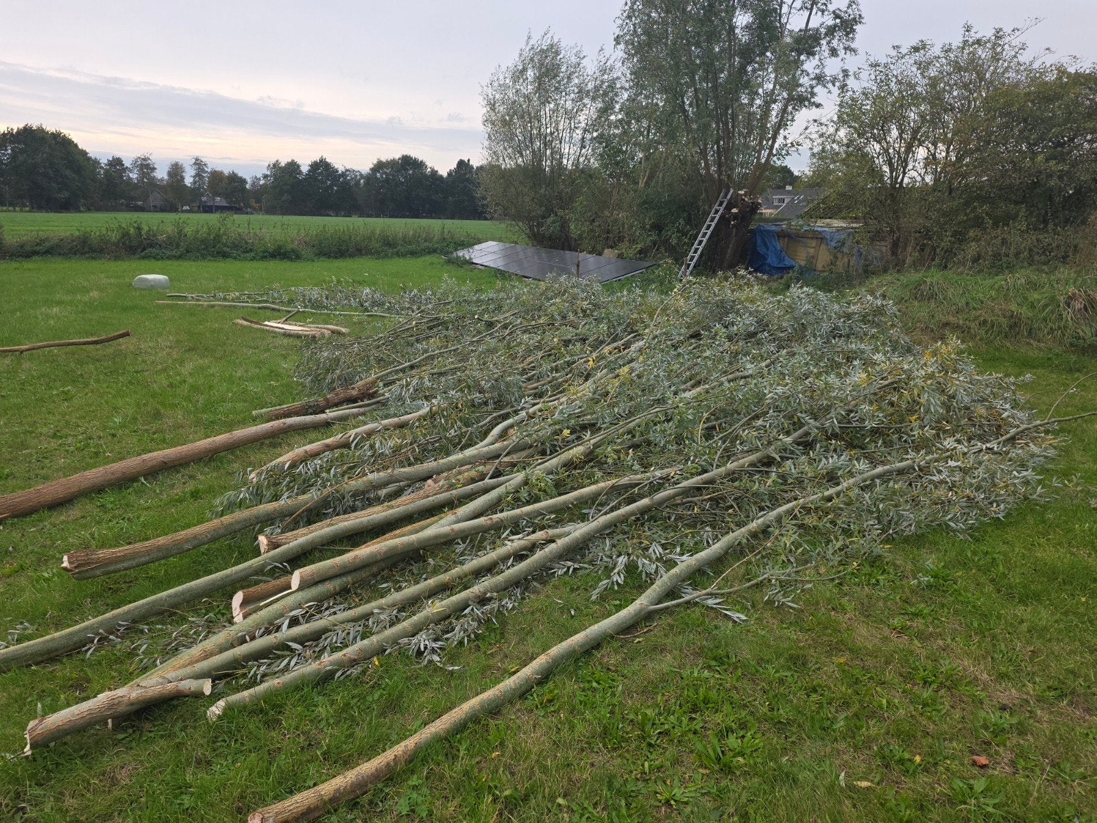 Verse wilgentakken en stammen, ideaal voor diverse projecten, Ophalen, Overige houtsoorten, Takken